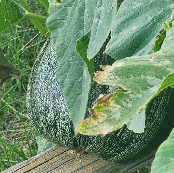 💕Por favor, dale me gusta a esta publicación para mis fiestas en español - Picture 16 of 16